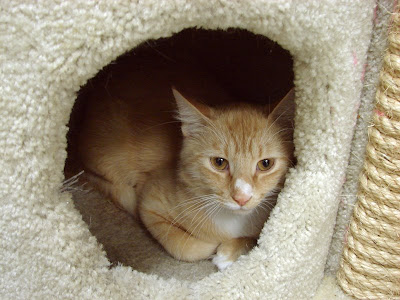 Daisy the Curly Cat: June 2008